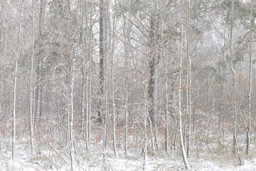Background from the forest with snow. Winter landscape. Tree trunks in cloudy weather