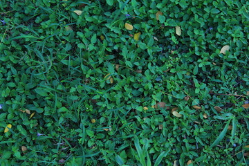 dark blue green ground cover plant. mixed plant species of natural growth tropical plants.