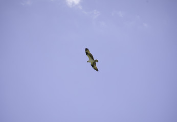 Osprey