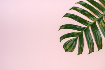 Fototapeta na wymiar Tropical palm leaf on pink background. Flat lay, top view
