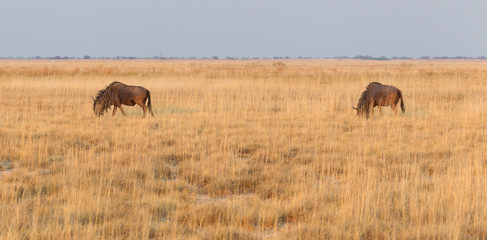 Blue wildebeast is the Makgadikgadi