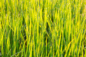 The top of the rice leaves beautiful in the morning.