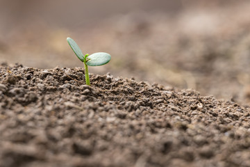 Agriculture planting seeding growing,  Business growht up concept