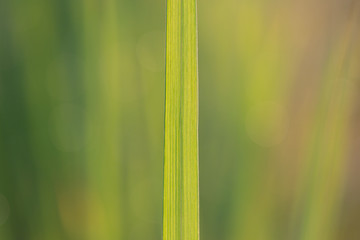 The top of the rice leaves beautiful in the morning.