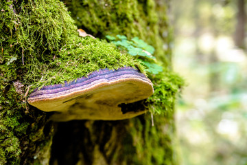 chaga mushroom grows on the trunk of an old birch 