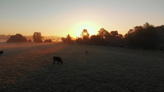Slowly rising footage of the East Anglian countryside in low lying mist at sunrise moving over cows grazing and then up.