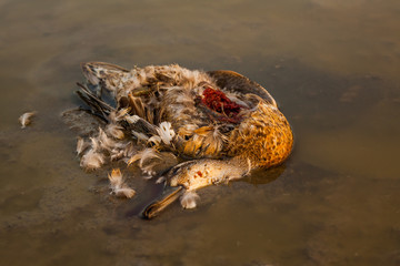 Dead duck 