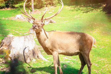 Deer with big antlers standing on meadow