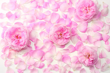 Pink rose flowers isolated on white background. top view