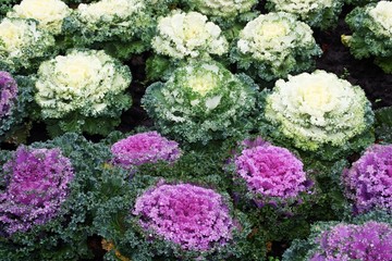 Brassica oleracea, coles ornamentales en Budapest.
