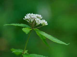 山野に自生するヨツバヒヨドリ