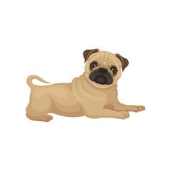 Adorable pug puppy with shiny eyes lying isolated on white background. Small dog with wrinkled muzzle. Flat vector design