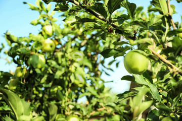 Ripe juicy apple on tree branch in garden