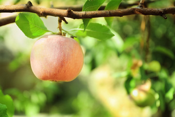 Ripe juicy apple on tree branch in garden