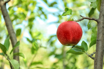 Ripe juicy apple on tree branch in garden