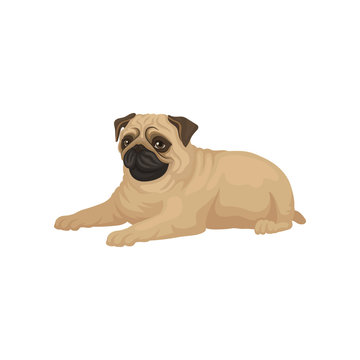 Cute pug puppy lying isolated on white background. Small dog with short muzzle, beige coat and shiny eyes. Flat vector icon