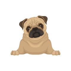Portrait of lying pug puppy, front view. Small dog with beige coat, adorable wrinkled muzzle and shiny eyes. Flat vector design
