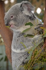 koala in a tree