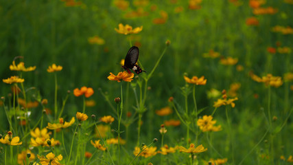 Fototapeta premium Beautiful butterfly Sweet water from yellow pollen.