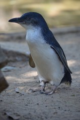 penguin on a rock