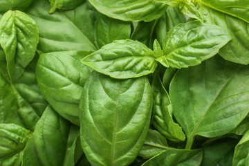 Fototapeta na wymiar Fresh green basil, closeup