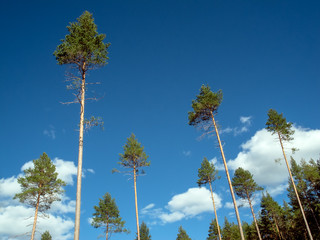 A collection of tall fir tree tops with long, bare tree trunks in sunshine making cool natural graphic peaks agains blue sky