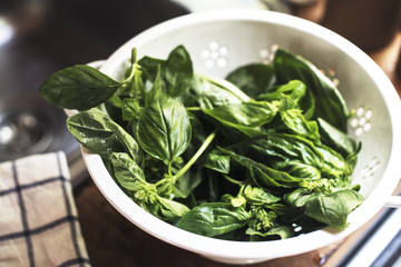 Fresh green basil in the kitchen