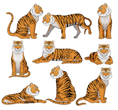 Vector set of tiger in different poses. Large wild cat with orange fur and black stripes. Powerful predatory animal. Wildlife theme