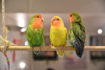 parrots of Kotori Cafe OMOTESANDO