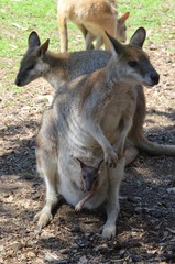 a mother kangaroo with her baby in a pouch