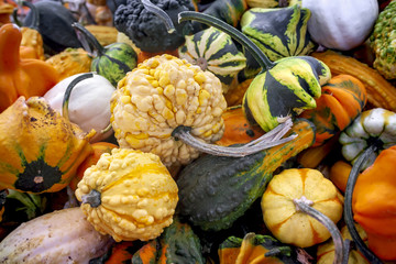 pumpkins and gourds