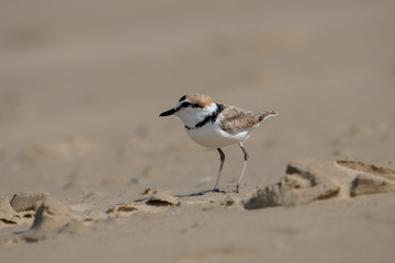 Malaysian plover is a small wader that nests on beaches and salt flats in Southeast Asia. 