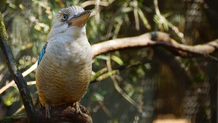 kookaburra bird in australia