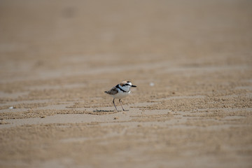 Malaysian plover is a small wader that nests on beaches and salt flats in Southeast Asia. 