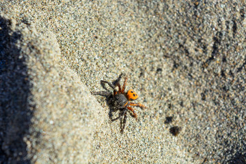 Poison spider Eresus crawling on the sandy beach. Danger of resting in the wild nature