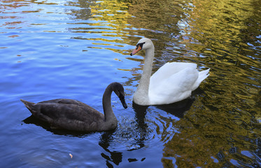 Swans lake on the pond