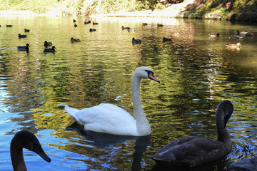 Swans lake on the pond