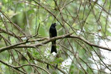 Greater Racket-tailed Drongo in THAILAND