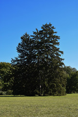 Big tree in the park on blue sky background