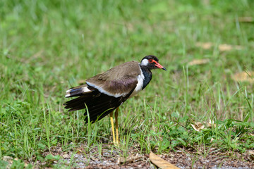 Red-wattled lapwing is an Asian lapwing or large plover, a wader in the family Charadriidae. They are ground birds that are incapable of perching.