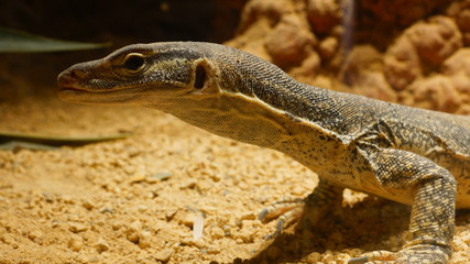 monitor lizard close up shot