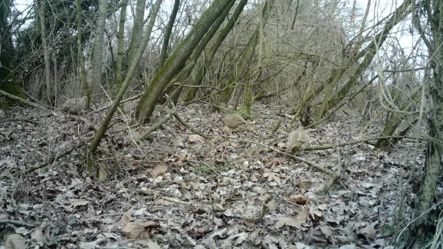 Female of Pheasant (Phasianus Colchicus) in a winter wood camouflaged with the background. Pheasant is a game bird in the Phasianidae family. Documentary Nature and Wildlife Video.