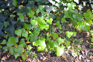 green of Jingu Gaien Icho Namiki Avenue