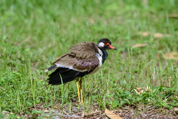 Red-wattled lapwing is an Asian lapwing or large plover, a wader in the family Charadriidae. They are ground birds that are incapable of perching.