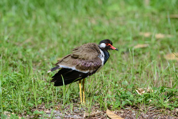 Red-wattled lapwing is an Asian lapwing or large plover, a wader in the family Charadriidae. They are ground birds that are incapable of perching.