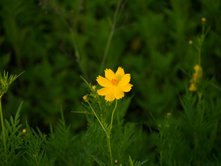 Yellow flowers in the field of flowers