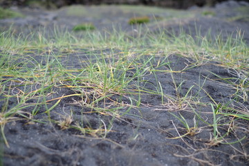 Grass on black sand iceland, grass, sand