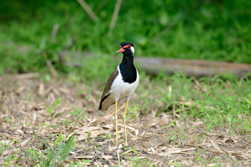 Red-wattled lapwing is an Asian lapwing or large plover, a wader in the family Charadriidae. They are ground birds that are incapable of perching.
