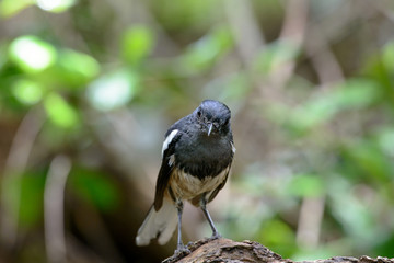 Oriental magpie-robin, they are common birds in urban gardens as well as forests.