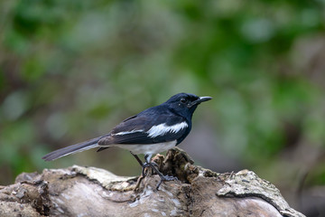 Oriental magpie-robin, they are common birds in urban gardens as well as forests.